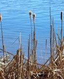 Cattails, Snake River