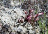 Orobanche sp.