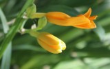 New Buds on the Lily