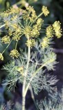 Dill