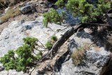 Common Juniper