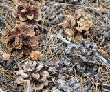 Cones from Pinyon Pines