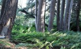 Ferns amid the Firs