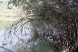 Reaching Willows
