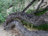 Russian Olive
