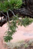 Pinyon at a Capitol Reef Overlook