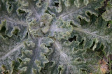 Thistle