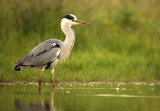 Blauwe Reiger - Grey Heron