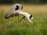 Blauwe Reiger - Grey Heron