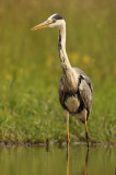 Blauwe Reiger - Grey Heron