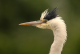 Blauwe Reiger - Grey Heron