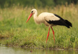 Ooievaar - White Stork