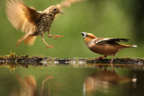 Appelvink - Hawfinch