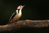 Middelste Bonte Specht - Middle Spotted Woodpecker