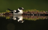 Withalsvliegenvanger - Collared Flycatcher