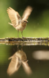 Withalsvliegenvanger - Collared Flycatcher