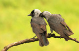 Kauw - Jackdaw