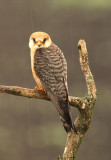 Roodpootvalk - Red-footed Falcon