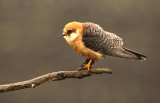 Roodpootvalk - Red-footed Falcon