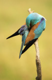 Scharrelaar - Roller