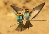 Bijeneter - Bee-eater