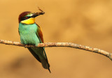 Bijeneter - Bee-eater