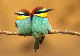 Bijeneter - Bee-eater