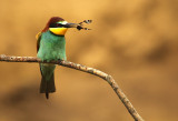 Bijeneter - Bee-eater