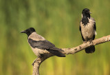 Bonte Kraai - Hooded Crow