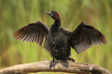 Dwergaalscholver - Pygmy Cormorant
