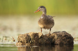 Krakeend - Gadwall