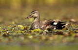 Krakeend - Gadwall