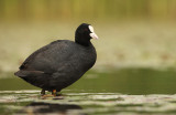 Meerkoet - Coot
