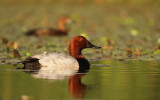 Tafeleend - Common Pochard