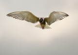 Witwangstern - Whiskered Tern