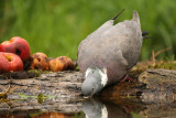 Houtduif - Wood Pigeon