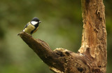 Koolmees - Great Tit