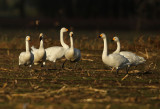 Kleine Zwaan - Bewick's Swan