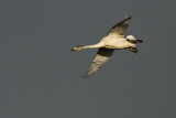 Kleine Zwaan - Bewick's Swan