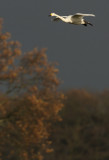 Kleine Zwaan - Bewick's Swan