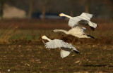 Kleine Zwaan - Bewick's Swan