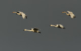 Kleine Zwaan - Bewick's Swan