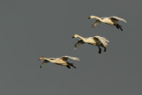 Kleine Zwaan - Bewick's Swan