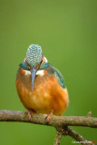 IJsvogel - ©André Lievaart