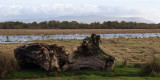 Maroned tree stumps, Loch Lomond NNR, Clyde