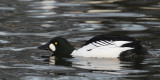 Goldeneye, Hogganfield Loch, Glasgow