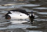 Goldeneye, Hogganfield Loch, Glasgow