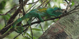 Chameleon, Andasibe