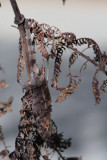 Chameleon, Andasibe