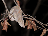 Chameleon, Ampijoroa